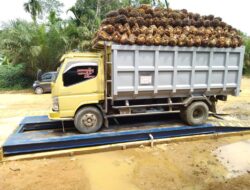 Kok Beda? Harga TBS Pengumuman Disbun Naik, tapi di Tingkat Petani Malah Turun