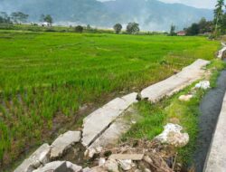 Pemkab Kerinci Belum Perbaiki Irigasi Patah, Ratusan Hektare Sawah Petani Terancam Gagal Panen