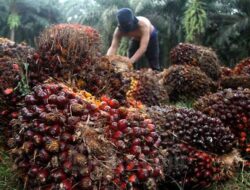 Lebaran Kian Dekat, Harga Sawit Periode 22 Sampai 28 April Malah Turun