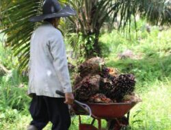 Sawit Anjlok, Pupuk Mahal, Petani Hanya Bisa Bergantung pada Pemerintah