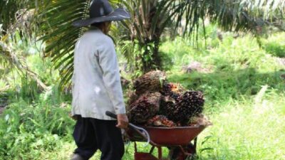 Sawit Anjlok, Pupuk Mahal, Petani Hanya Bisa Bergantung pada Pemerintah