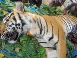 Hindari Kawin Sedarah, Dua Harimau Dilepasliarkan di Taman Nasional Kerinci Seblat