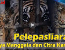 Ini Dia Video Proses Pelepasliaran Harimau di TNKS