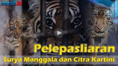 Ini Dia Video Proses Pelepasliaran Harimau di TNKS