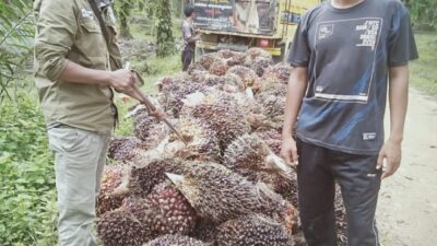 Suku Anak Dalam Minta Pemerintah Cepat Stabilkan Harga TBS Sawit