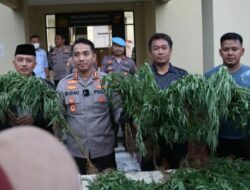 Niat Mencari Madu, Malah Temukan Ladang Ganja 10 Hektare