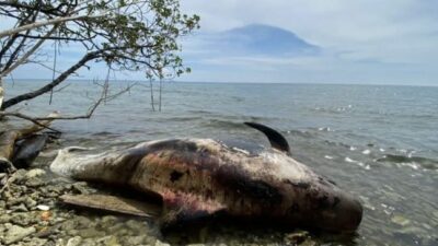 Warga Temukan Paus Raksasa Terdampar dalam Kondisi Mati di Perairan Raja Ampat Papua