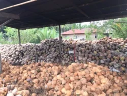 Harga Kebutuhan Pokok Naik, Harga Kelapa Justru Turun Drastis