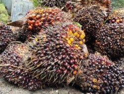 Harga Sawit Turun Lagi, di Petani Harga Ketetapan Disbun Meleset