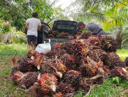 TBS Sawit Alami Kenaikan Harga dalam 3 Pekan Terakhir, Berikut Rincian Harga dari Disbun Jambi